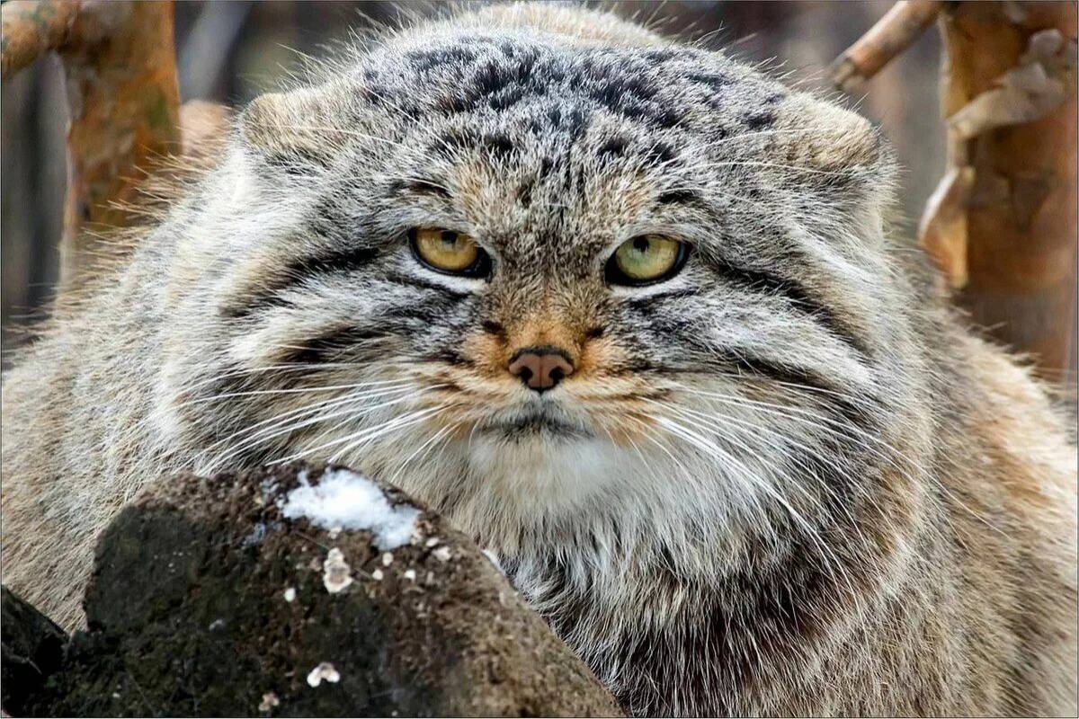Хк манул чита. Степной кот Манул. Лесной кот Манул. Манул Забайкальский дикий кот. Дальневосточный кот Манул.
