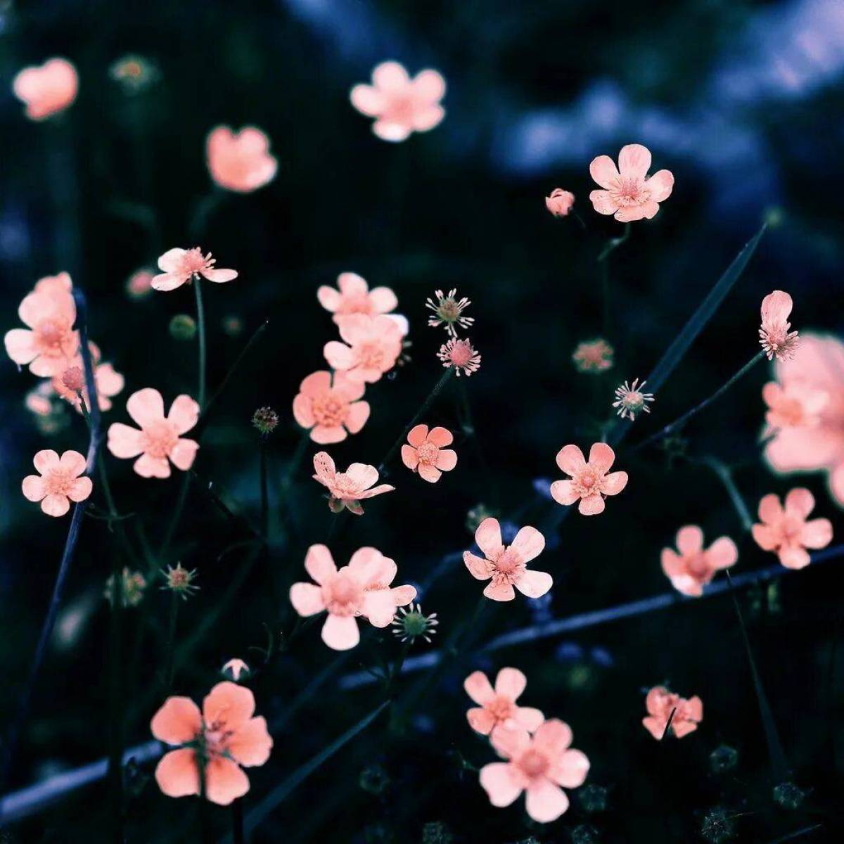 мелкие цветы картинки красивые