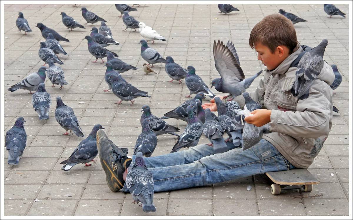 Мальчик кормит голубей #15