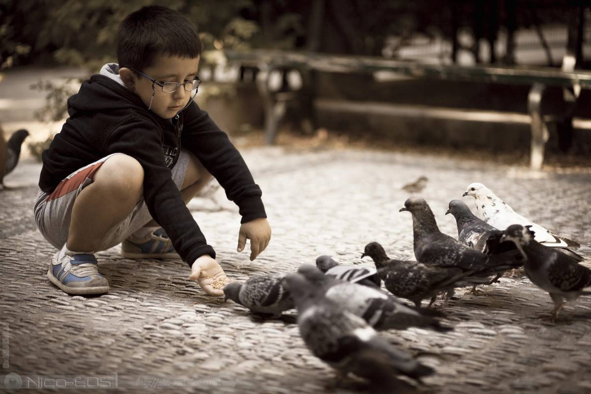 Мальчик кормит голубей #26