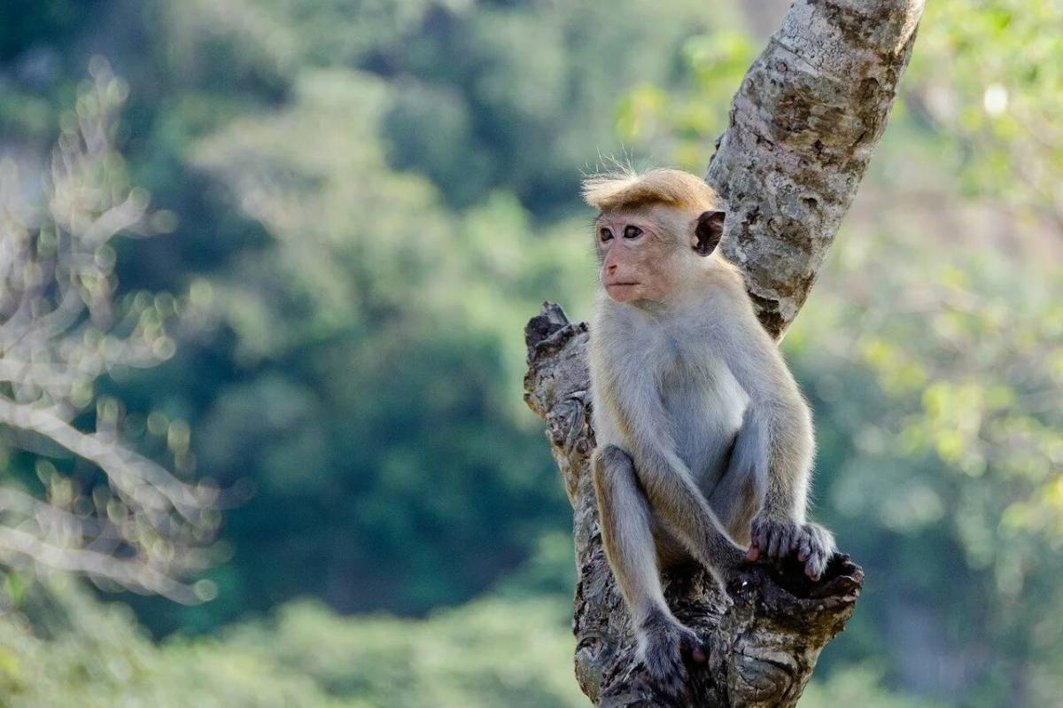 After monkeys. After monkeys