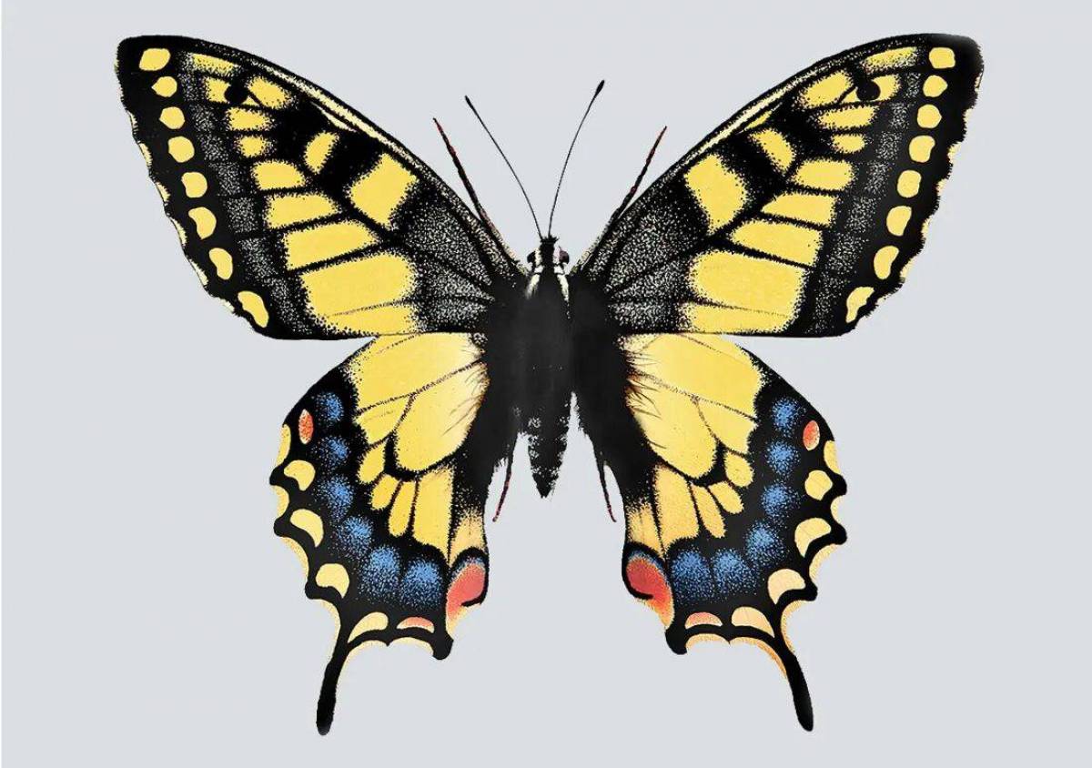 Махаон бабочка #13