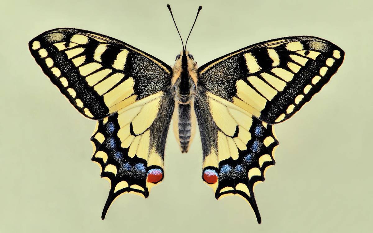 Махаон бабочка #24