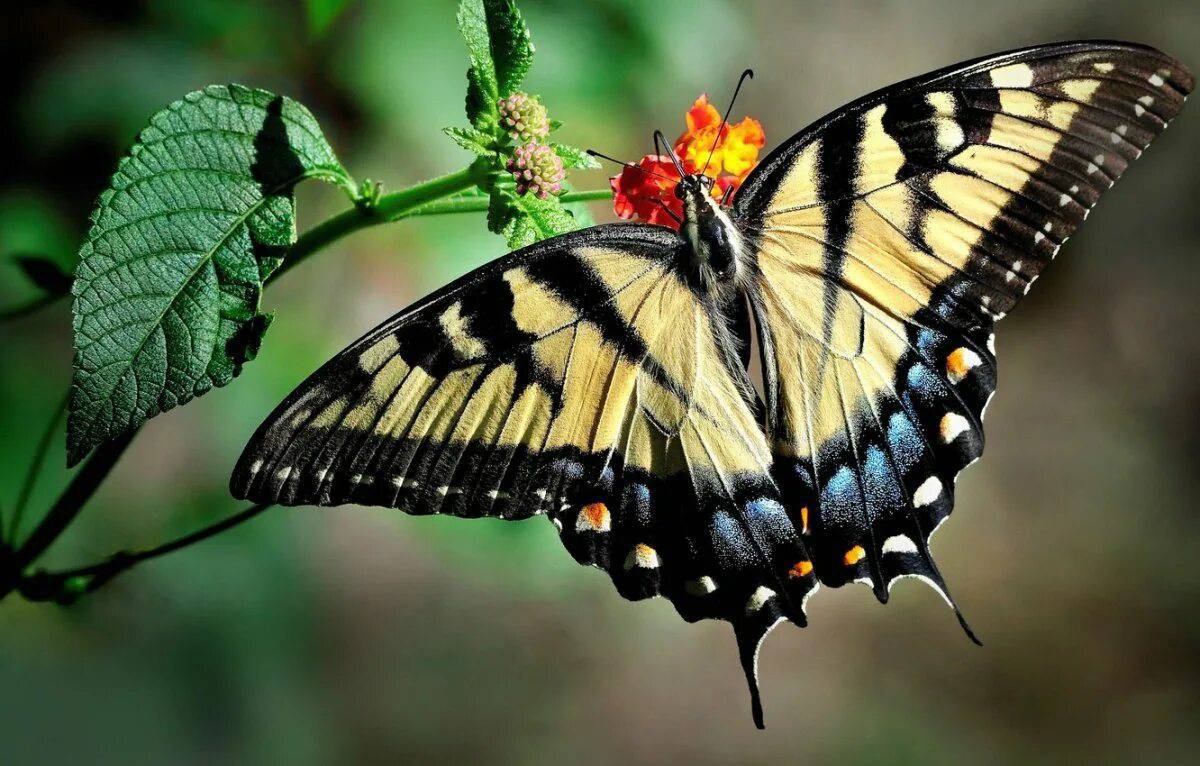 Махаон бабочка #25