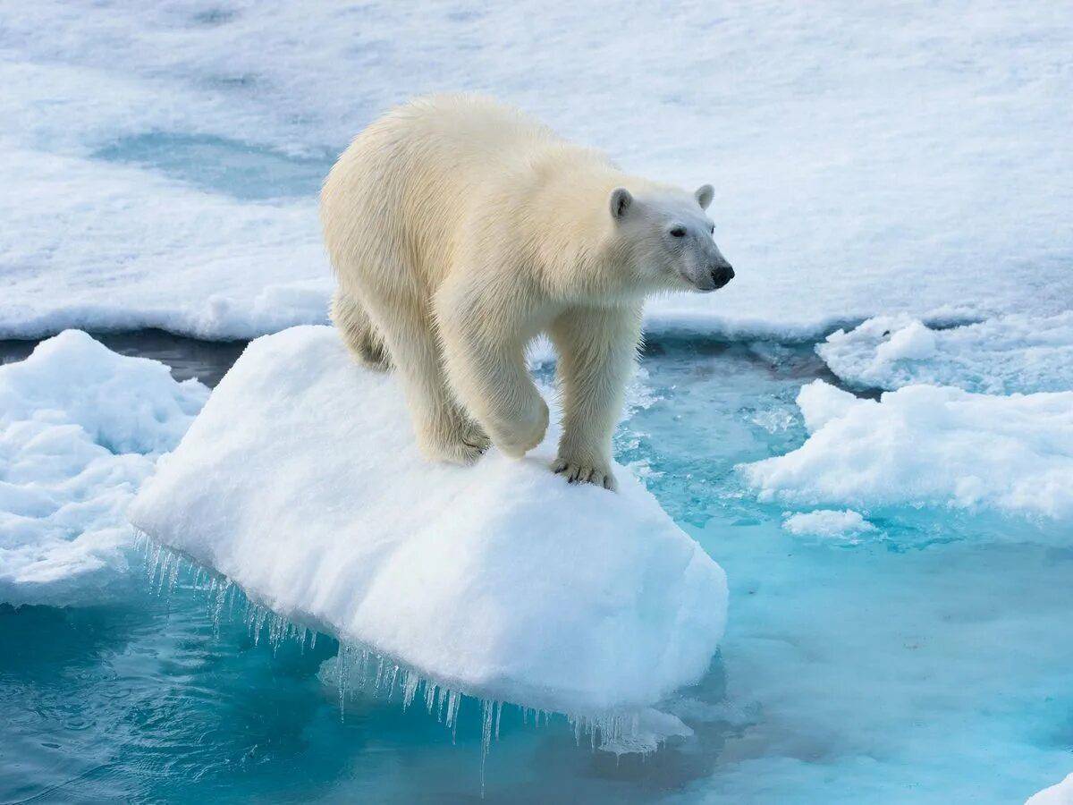 Медведи живут на севере. Северный Ледовитый океан белый медведь. Белый медведь (Карско-Баренцевоморская популяция). Северный Ледовитый океан животные белый медведь. Белый медведь в Северной Америке.