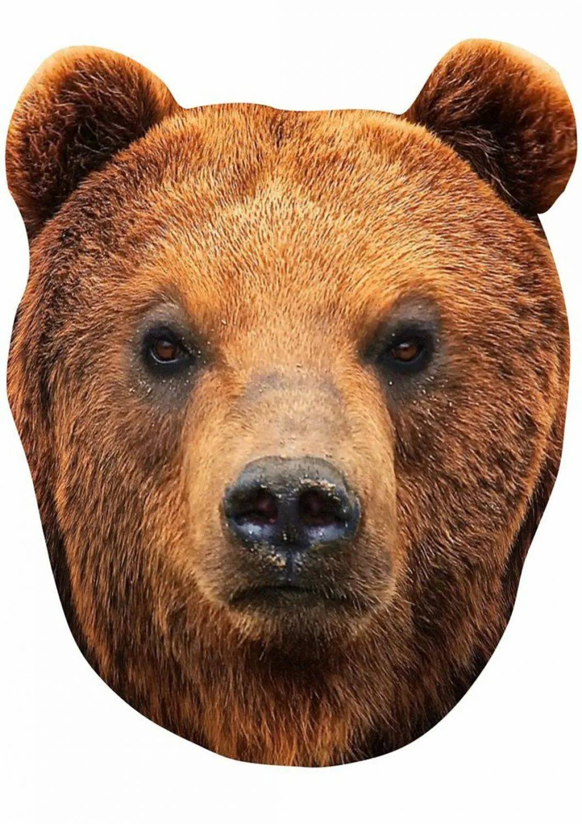 Бурый медведь голова. Маска-шлем "бурый медведь". Голова медведя. Лицо медведя. Морда медведя.