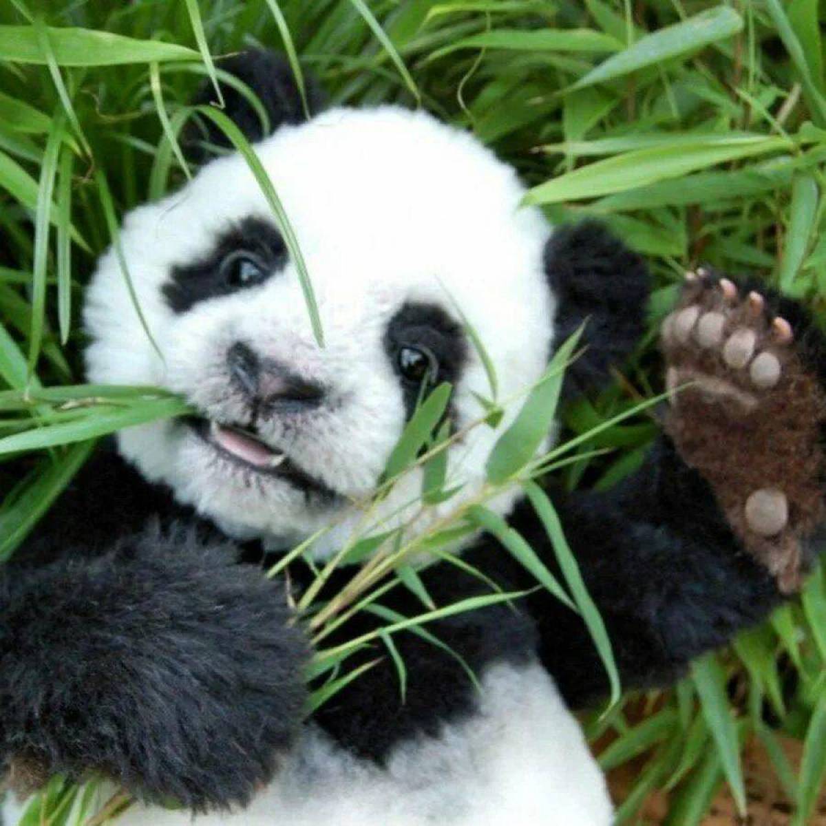 Маленькая Панда. Панда обыкновенная. Черная Панда. Милые панды. Картинка милой панды