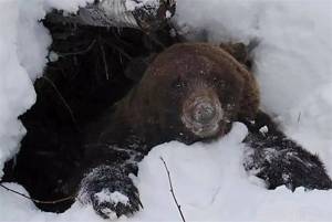 Раскраска медведь в берлоге зимой для детей #10 #392256