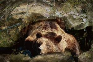 Раскраска медведь в берлоге зимой для детей #22 #392268