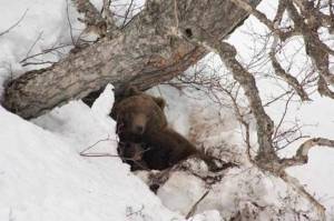 Раскраска медведь в берлоге зимой для детей #28 #392274