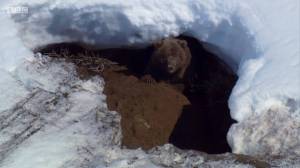 Раскраска медведь в берлоге зимой для детей #29 #392275