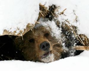 Раскраска медведь в берлоге зимой для детей #38 #392284