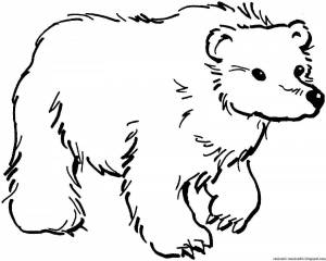 Раскраска медведь для детей для 3 лет #21 #392416