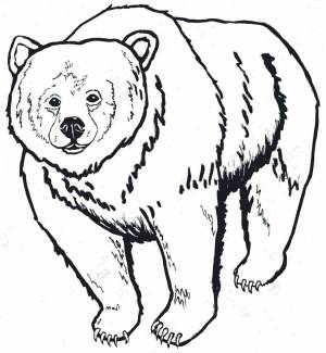 Раскраска медведь рисунок #18 #392528