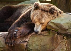 Раскраска медведь спит #2 #392615