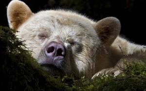 Раскраска медведь спит #5 #392618