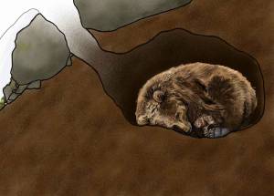 Раскраска медведь спит в берлоге #23 #392675