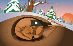 Раскраска медведь спит в берлоге для детей #10 #392701