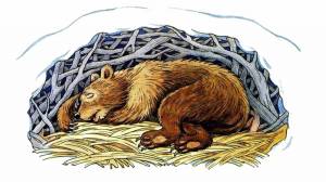 Раскраска медведь спит в берлоге для детей #35 #392726
