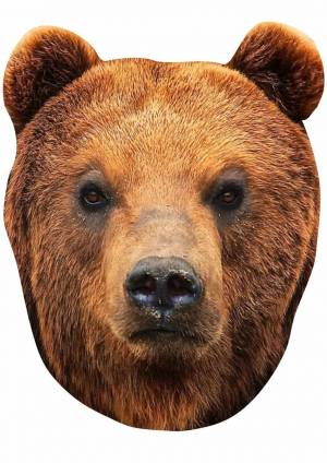 Раскраска медведя голова #1 #392768