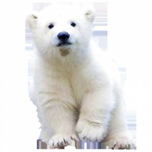 Раскраска медвежонок белый для детей #29 #392872