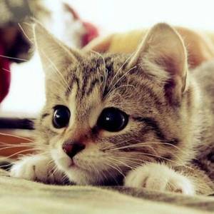 Раскраска милая кошка #11 #395715