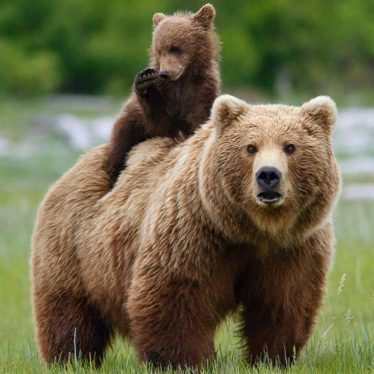 Покажи мишку. Медведь Гризли с медвежатами. Медведь с медвежонком. Медведица с медвежатами. Бурый медведь с медвежатами.