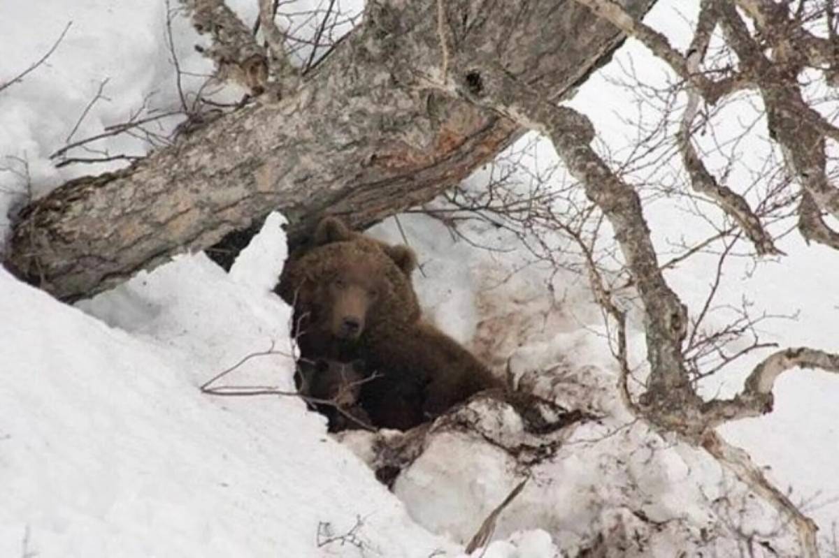Медведь в берлоге зимой для детей #28