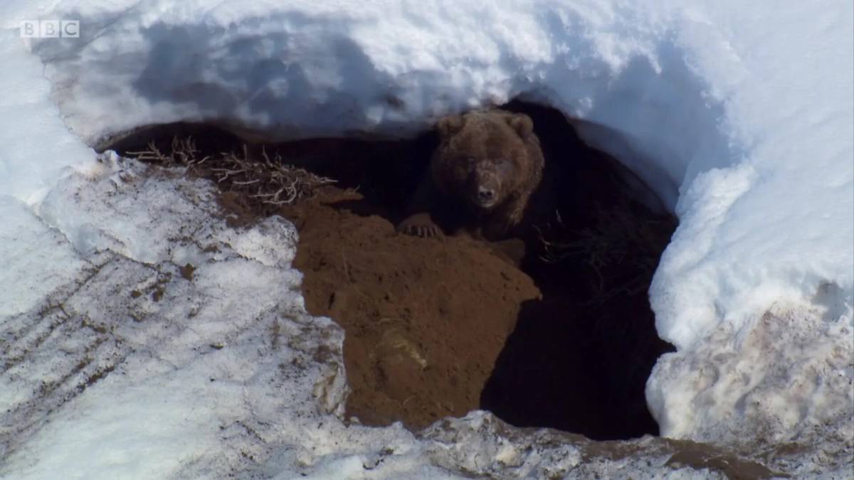 Медведь в берлоге зимой для детей #29