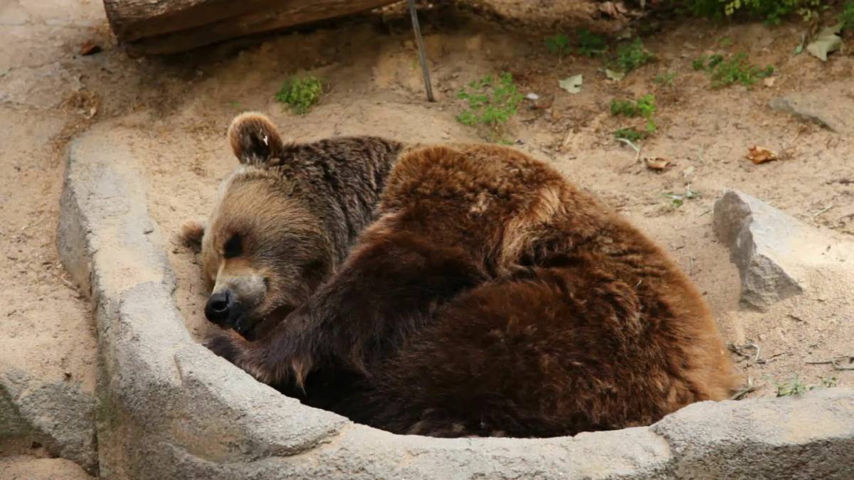 Медведь спит #7