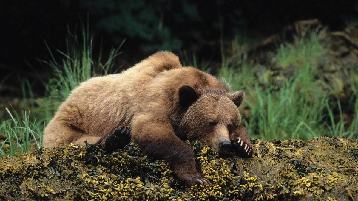 Медведь спит #16