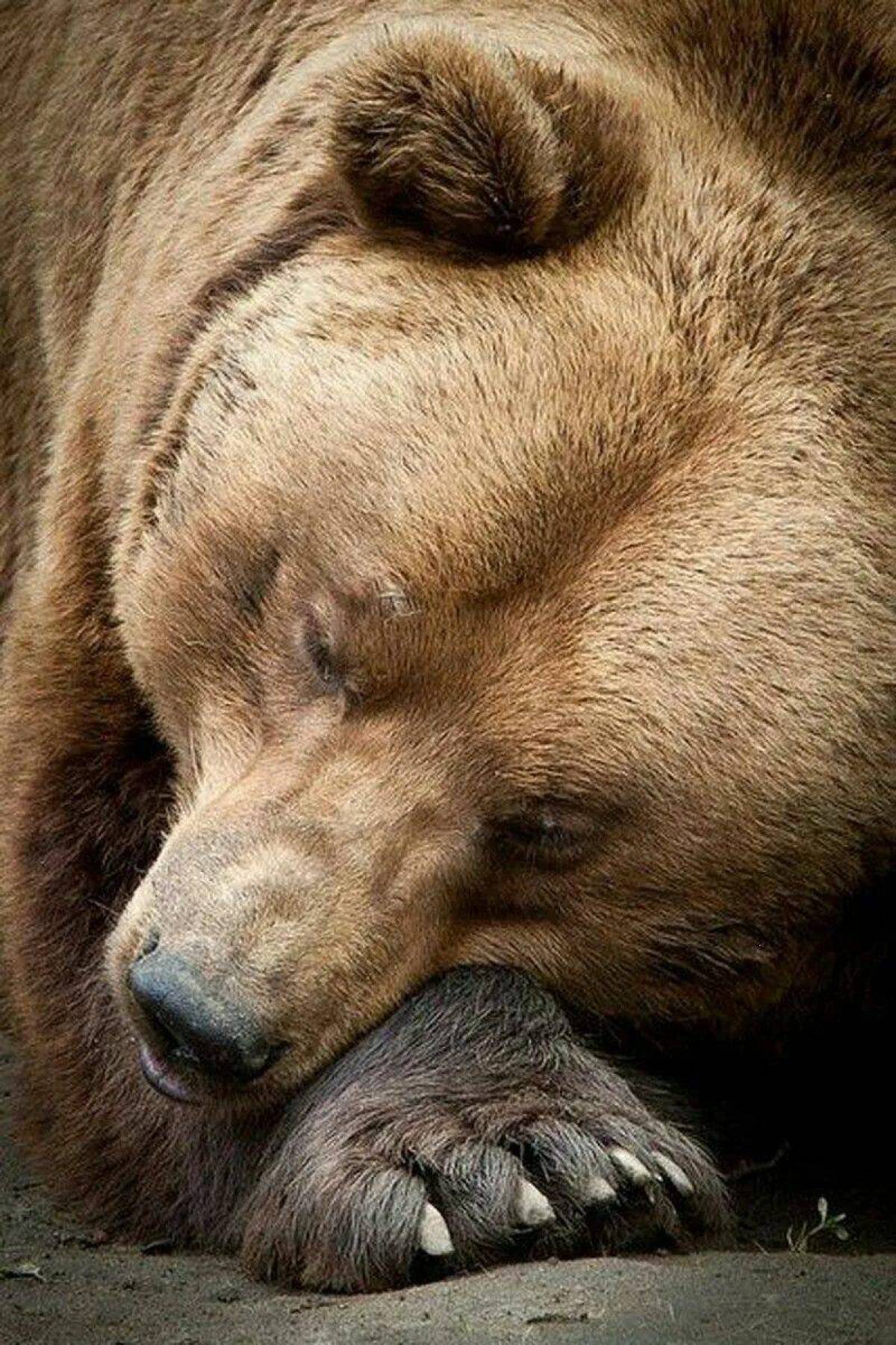 медведь спит картинки