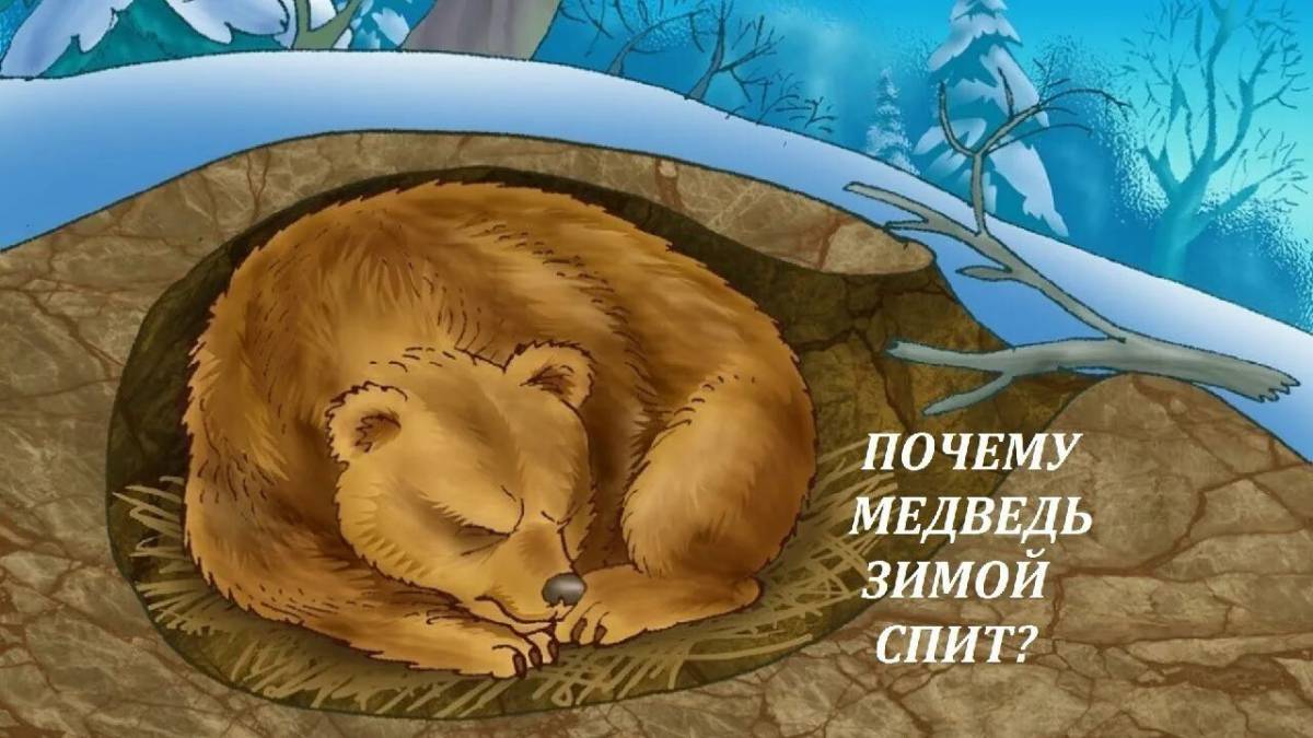 Медведь спит #35