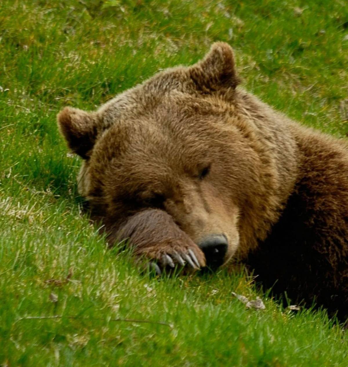 медведь спит картинки