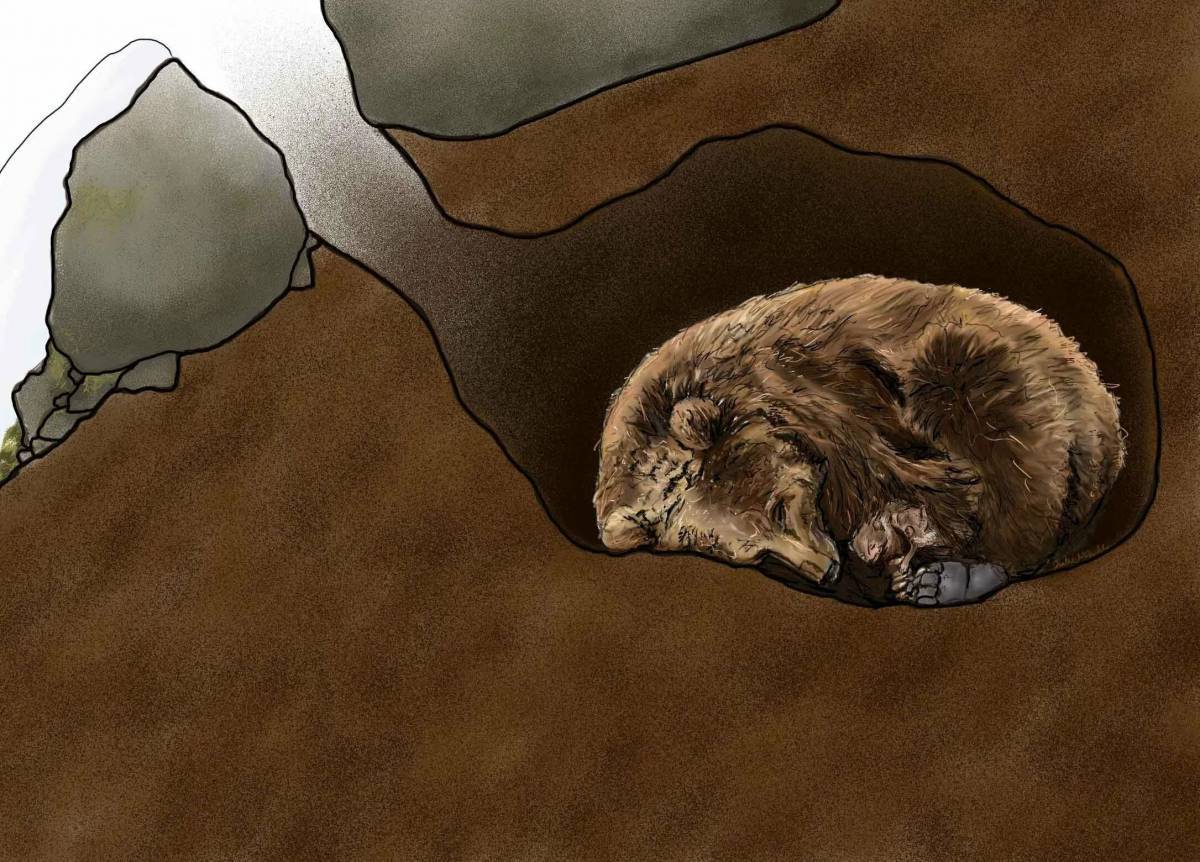 Медведь спит в берлоге #23