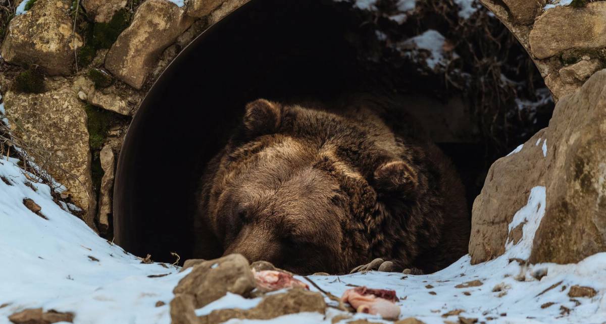 Медведь спит в берлоге #28