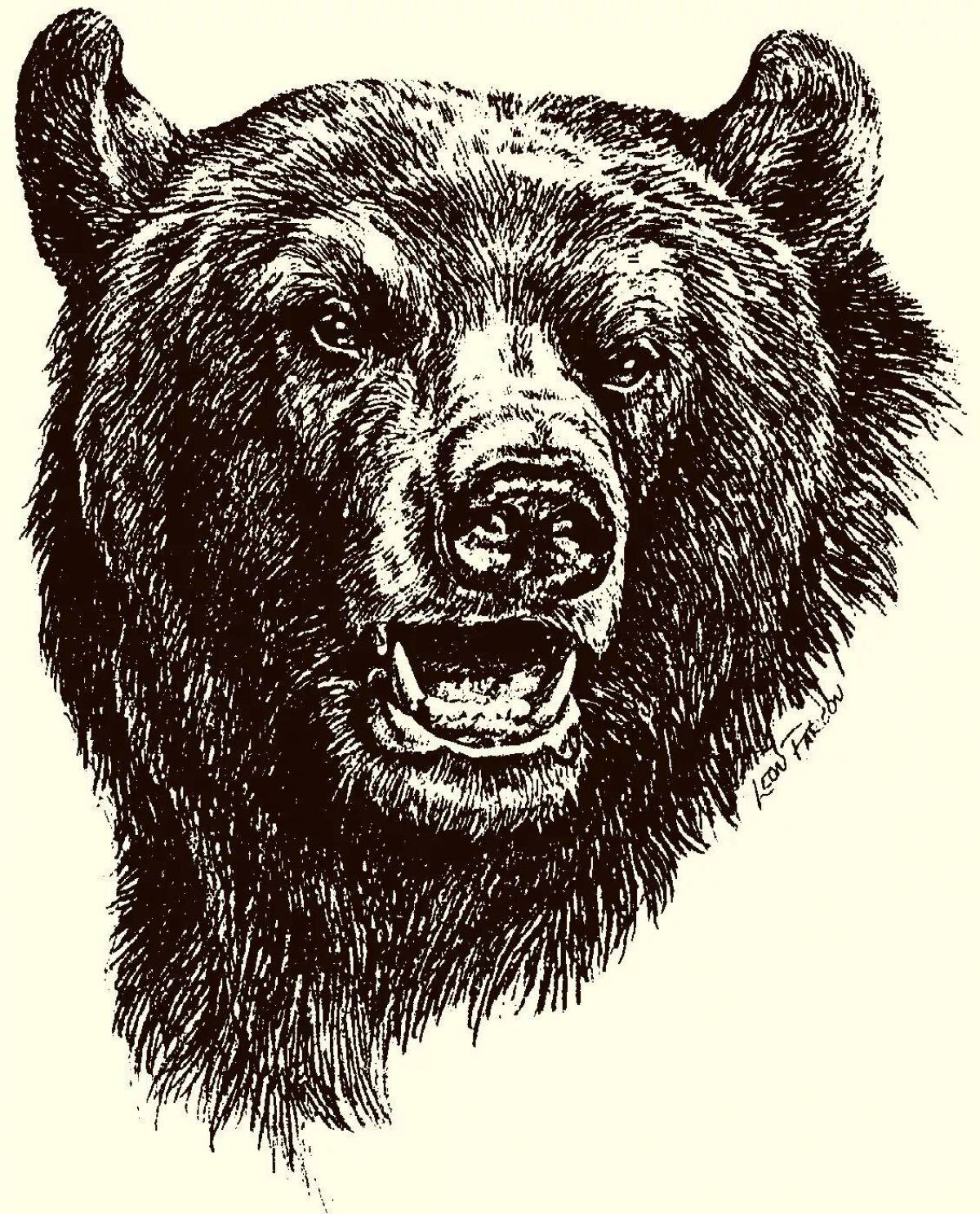 Медведя голова #15