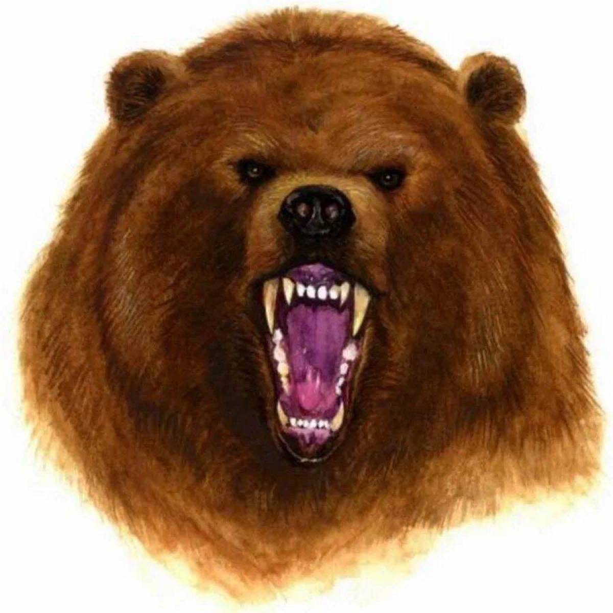 Медведя голова #16