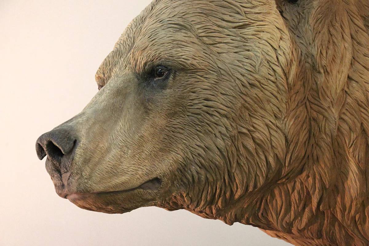 Медведя голова #24