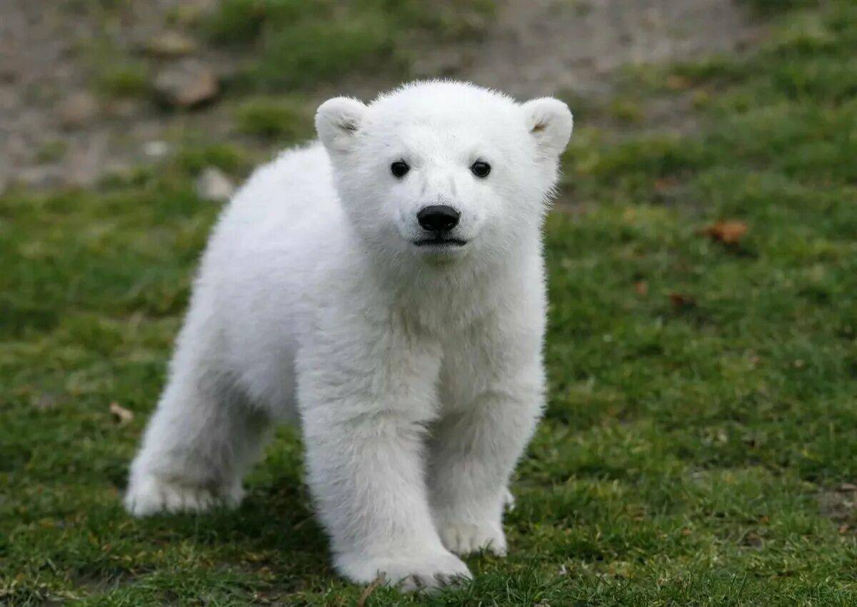 Медвежонок белый #2