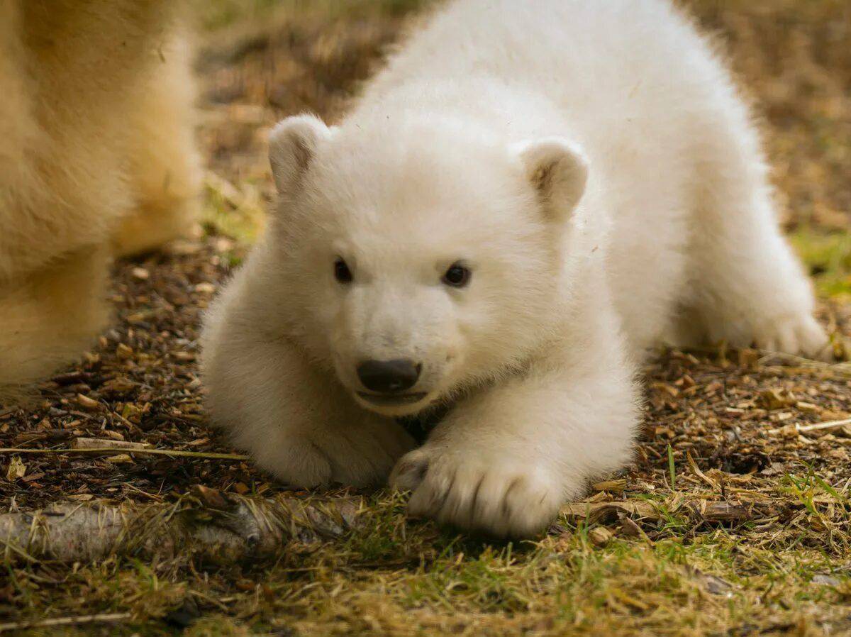 Медвежонок белый #9