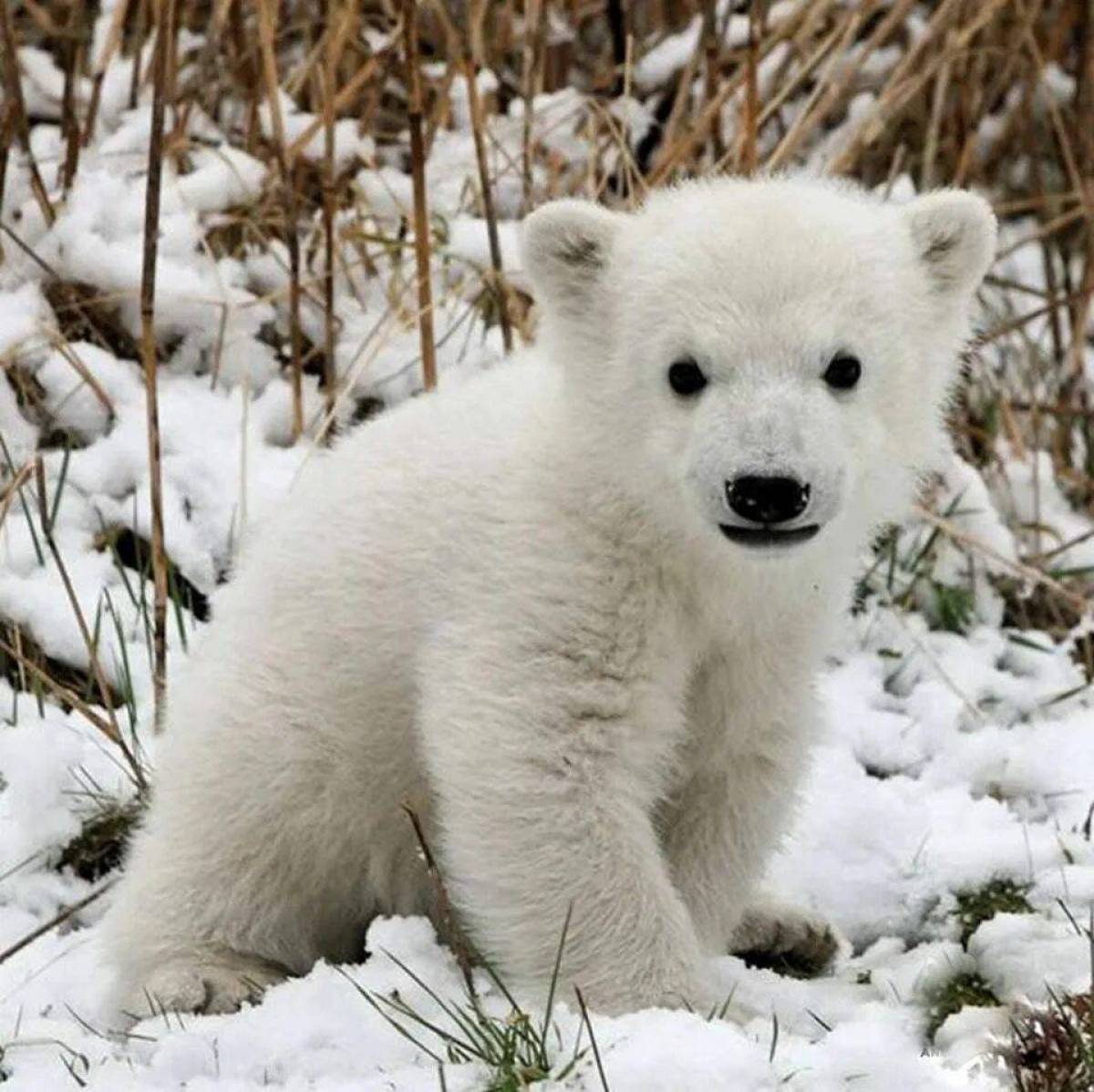 Медвежонок белый #26