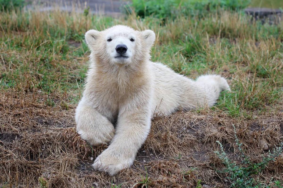 Медвежонок белый #27