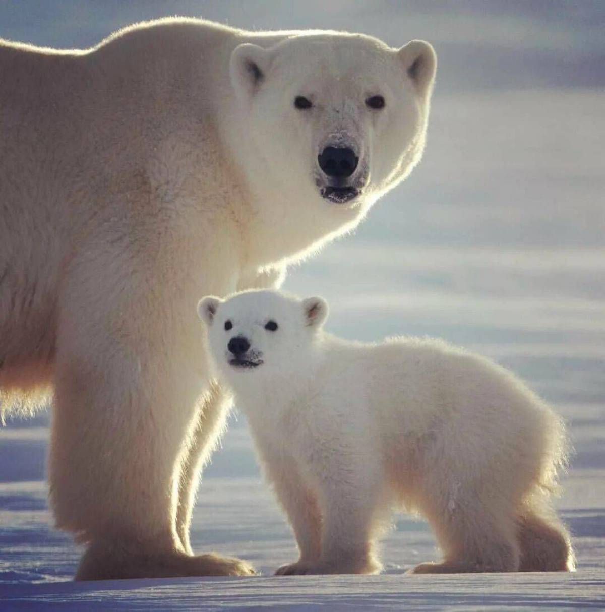 Bear day. Полар Беар. Полярный медведь с медвежонком. Белый Полярный Медвежонок. Белый медведь с медвежатами.