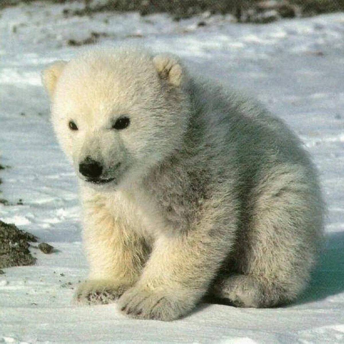 Медвежонок белый для детей #20