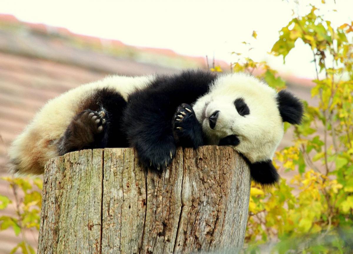 Милая панда #18